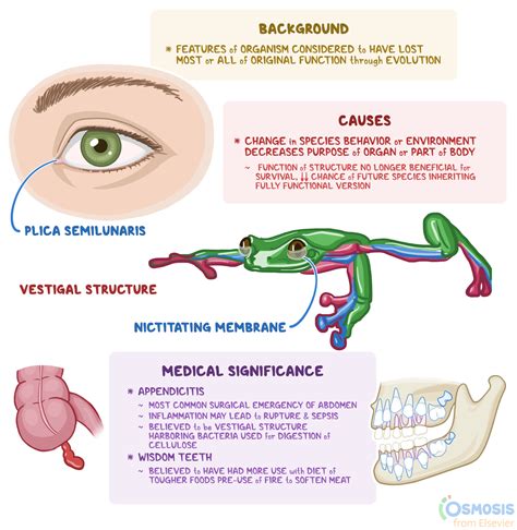 what are these structures an example of transitional analogous vestigial adapted.